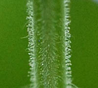 シマジタムラソウの茎中部の腺毛