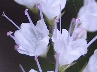 シモバシラ花