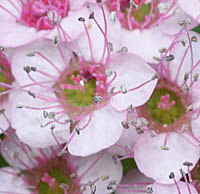 シモツケの花