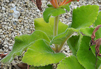 シンニンギア・カルディナリス(断崖の緋牡丹) Sinningia cardinalis イワタバコ科 Gesneriaceae オオイワギリ ...