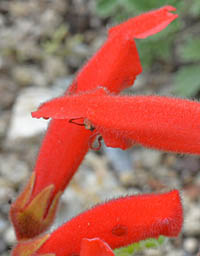 シンニンギア・カルディナリス(断崖の緋牡丹) Sinningia cardinalis イワタバコ科 Gesneriaceae オオイワギリ ...