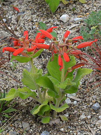 シンニンギア・カルディナリス(断崖の緋牡丹) Sinningia cardinalis イワタバコ科 Gesneriaceae オオイワギリ ...