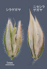 シラゲガヤ小穂の比較
