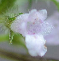 シラゲヒメジソの花