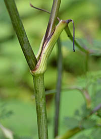 シラネセンキュウの茎と葉鞘