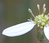 シラヤマギクの舌状花と筒状花