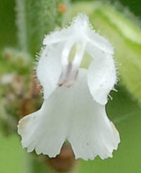シロバナアキノタムラソウの花