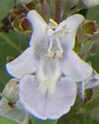 シロバナハマゴウの花3