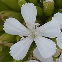 シロバナハマナデシコの花