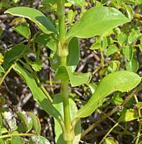 シロバナハマナデシコ茎