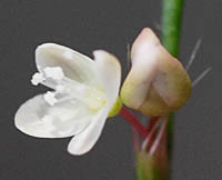 シロバナハナタデの花(花被片4)