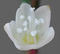 シロバナハナタデの花(花被片5)