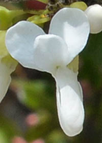 シロバナハナズオウの花