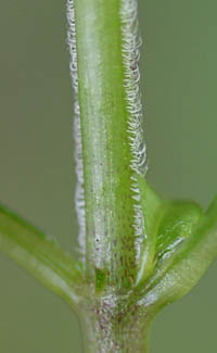 シロバナイナモリソウ茎
