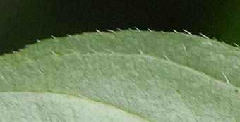 シロバナキツネノマゴの葉裏の毛