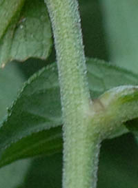 シロバナコンギク茎