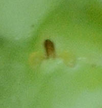 シロバナクサナギオゴケ花粉塊