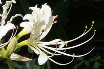 シロバナマンジュシャゲの花横