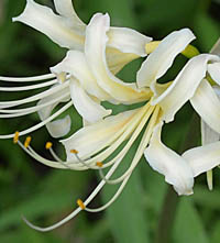 シロバナマンジュシャゲの花
