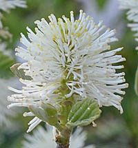 シロバナマンサク Fothergilla Major マンサク科 Hamamelidaceae シロバナマンサク属 三河の植物観察