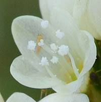シロバナミゾソバの花