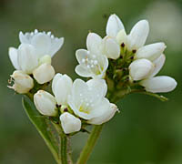シロバナミゾソバの花序