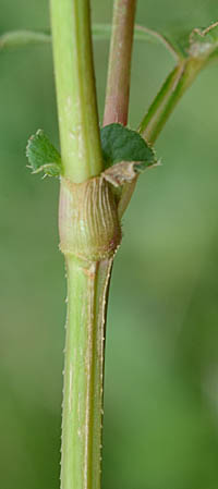 シロバナミゾソバ茎と葉状托葉鞘
