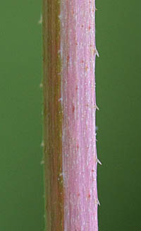 シロバナミゾソバ茎と縁毛のある托葉鞘
