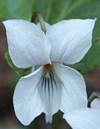 シロバナナガバノスミレサイシンの花