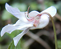 シロバナナガバノスミレサイシンの花横