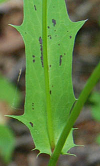 シロバナニガナの茎葉の基部