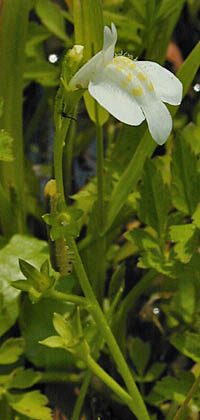 シロバナサギゴケの花