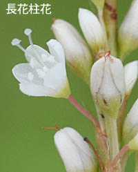 シロバナサクラタデの長花柱花