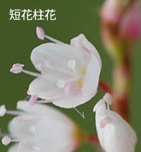 シロバナサクラタデの短花柱花