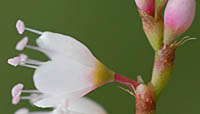 シロバナサクラタデの花柄と小苞