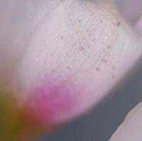 シロバナサクラタデ花被の腺点