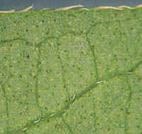 シロバナサクラタデ葉裏の縁毛と腺点
