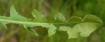シロバナタンポポ Taraxacum Albidum キク科 Asteraceae タンポポ属 三河の植物観察