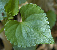 シロバナタチツボスミレの葉