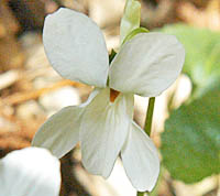 シロバナタチツボスミレの花