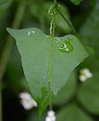 シロバナトゲソバの葉