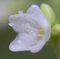 シロバナトゲソバの花