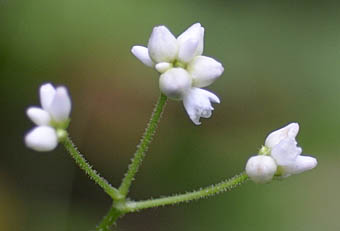 シロバナトゲソバ花序
