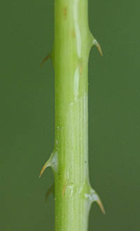 シロバナトゲソバの茎