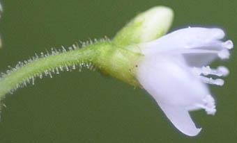 シロバナトゲソバ花柄の腺毛