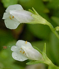 シロバナトキワハゼの花