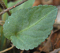 シロバナツクシコスミレの葉