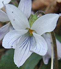 シロバナツクシコスミレの花