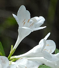 シロバナウツギの花横
