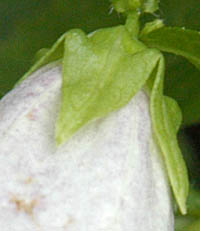 シロバナヤマホタルブクロの萼